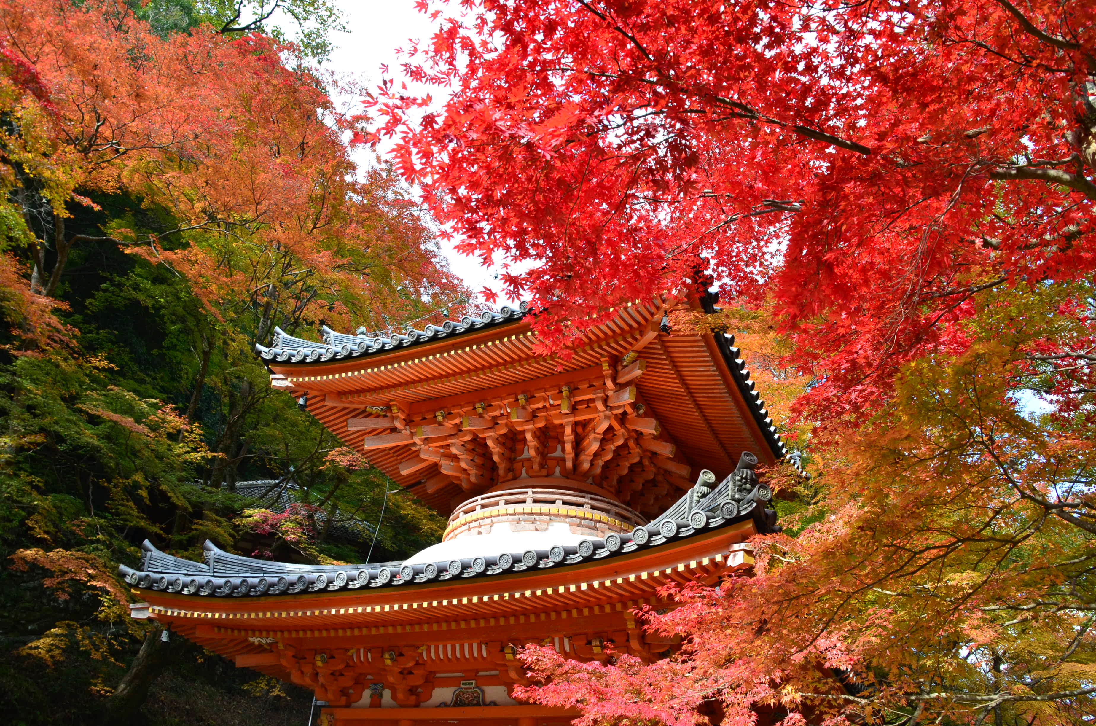 Introducing Recommended Autumn Foliage Spots Around the Hotel!