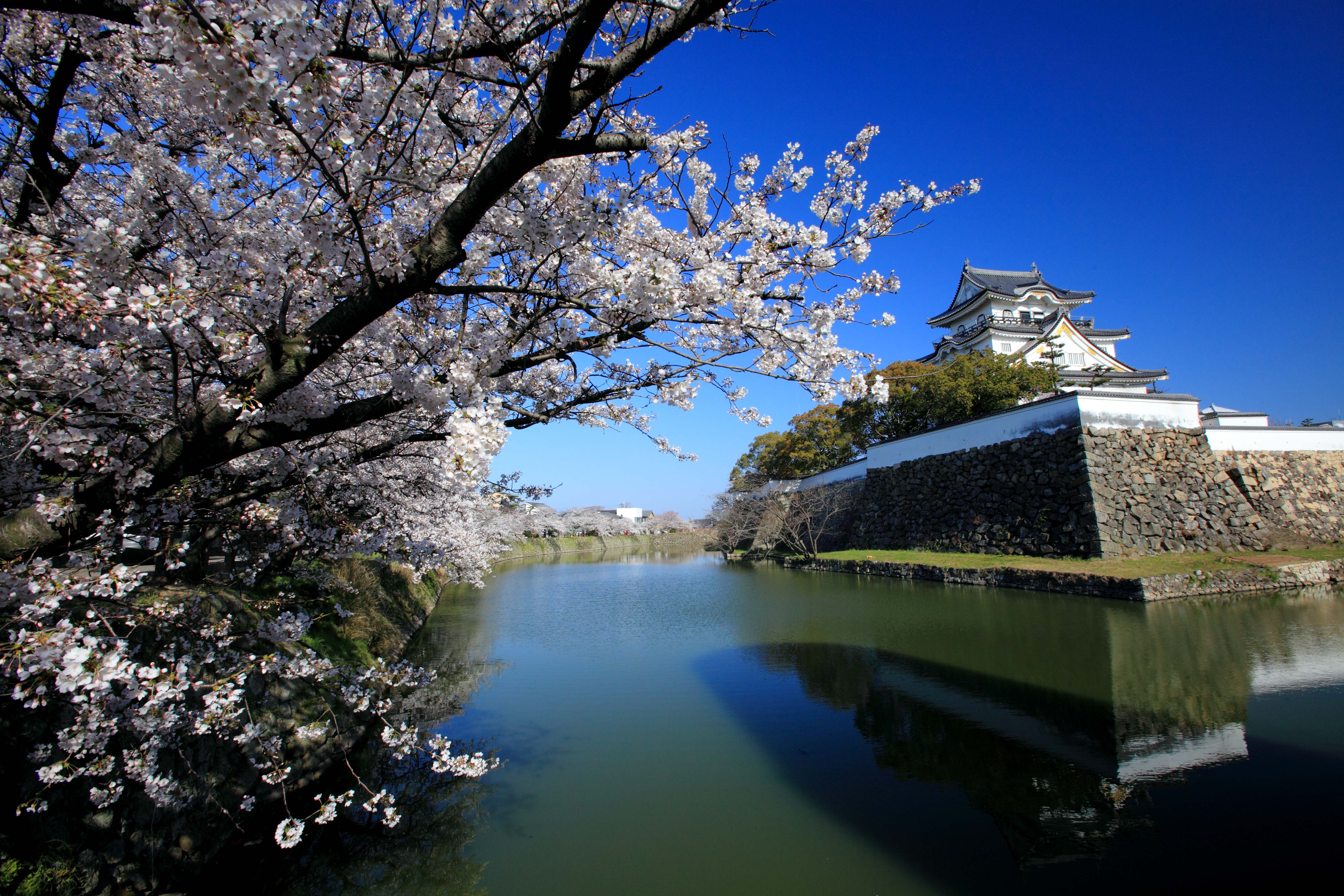 ホテル周辺おすすめお花見イベントをご紹介！